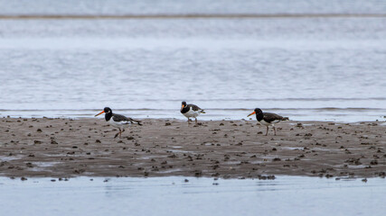 Oystercatcher (Haematopus) digging in the sand for food on Cramond Beach. Scotland