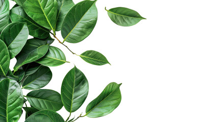 Naklejka premium Big green leaves on a transparent background