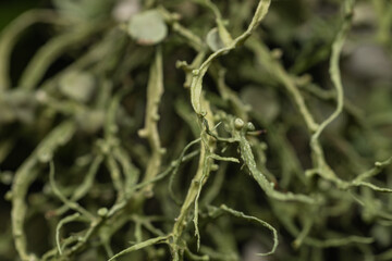close up of lichen