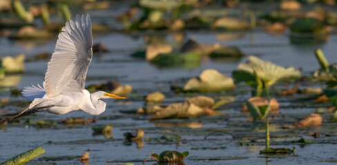 White heron, or great egret, in flight across a lake with lily pads in spring
