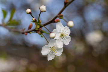 Close up White flowers of Japanese Quince. Floral spring background, selective focus