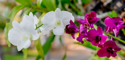 White and burgundy blossoming orchid flowers in the park. Floral background