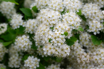 Flowering white Garland Spirea Spiraea x arguta , Brides wreath. Selective focus