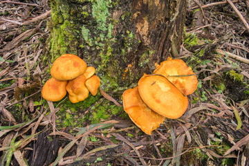 Gymnopilus junonius (Laughing gym) mushrooms in Sao Francisco de Paula, South of Brazil