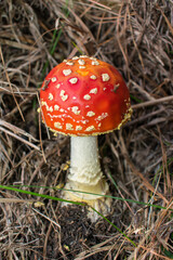 Young Amanita muscaria (Fly agaric) mushroom in Sao Francisco de Paula, South of Brazil