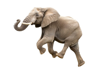 Obraz premium Elephant