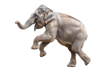 Fototapeta premium Elephant