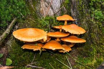Gymnopilus junonius (Laughing gym) mushrooms in Sao Francisco de Paula, South of Brazil