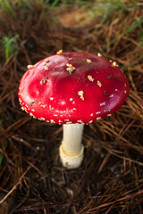 Beautiful Amanita muscaria (Fly agaric) mushroom in Sao Francisco de Paula, South of Brazil