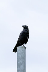 Crow sitting on the metal post (on the white background) Scotland, Edinburgh