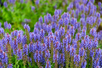 Blooming purple sage in summer garden	
