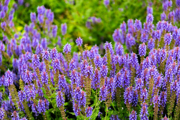 Obraz premium Blooming purple sage in summer garden 