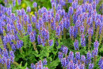 Blooming purple sage in summer garden	
