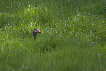 grey goose hiding in the grass, greylag goose on the meadow, meadow with flowers, meadow, green grass, idyllic place 