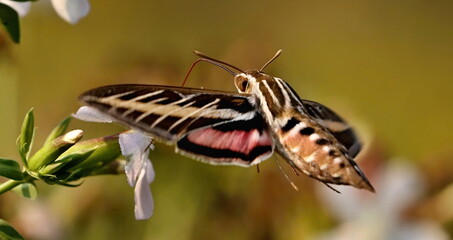 White-lined sphinx (Hyles lineata) sometimes known as a "hummingbird moth" 