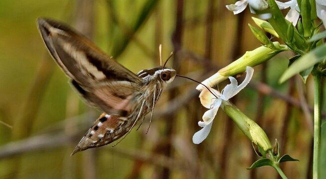 White-lined sphinx (Hyles lineata) sometimes known as a "hummingbird moth" 