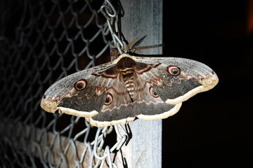 moth