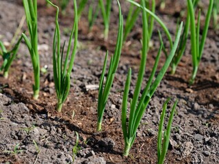 Green onions growing on garden beds.