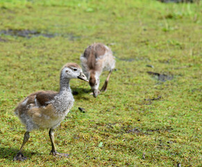 Two young goslings from the Egyptian goose (Alopochen aegyptiaca) grazing on grass, the one in front having a wet beak after eating. 