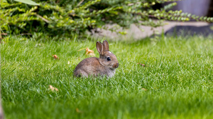 Cute fluffy rabbit on green grass outdoors.