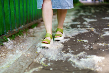 Girl's feet walking on a sidewalk blanketed with soft white poplar fluff, signs of early summer