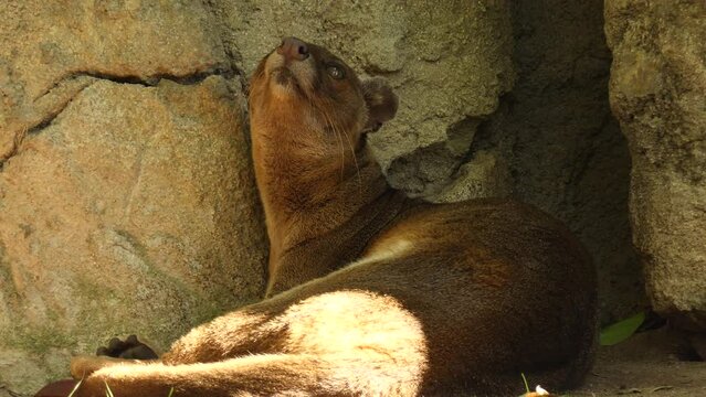 Fossa is cat-like mammal endemic to Madagascar