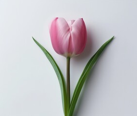 A pink tulip in the shape of a heart on a white background