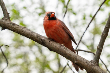 Northern Cardinal