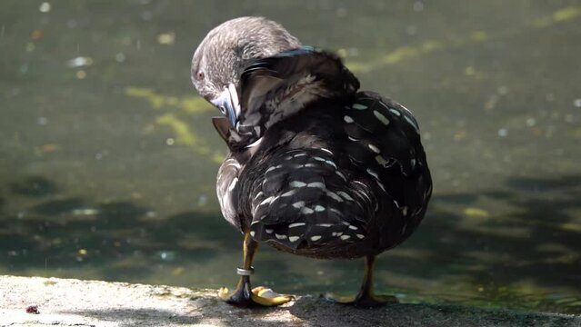 African black duck (Anas sparsa) is species of duck of the genus Anas. It is genetically closest to the mallard group, but shows some peculiarities in its behavior.