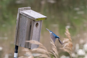 Tree Swallow