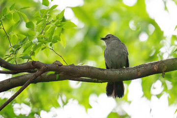 Gray Catbird