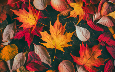 background filled with vibrant autumn leaves in shades of orange, red, and yellow, scattered on the ground.
