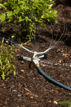 Sprinkler watering plants within a bed of mulch
