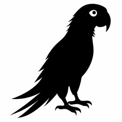 Parrot Illustration Vector Art 