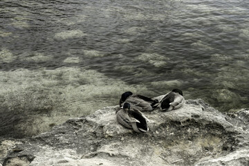 Ducks Resting on Rocky Shore at Cala Santandria, Menorca
