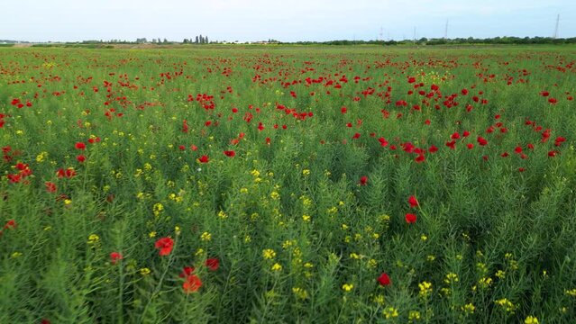 Aerial flyover footage of poppy fields. Wild crimson red poppy flowers growing among other flowers, plants and grasses on a warm summer afternoon. green graass littered with beautiful Papaveraceae.
