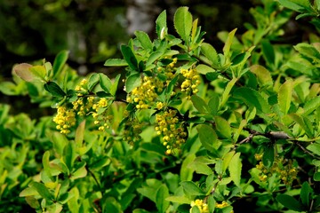 clusters of flowers and growing berries -Berberis coreana bush