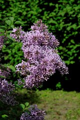 colorful,fragrant  flowers of lilac bush at spring in park
