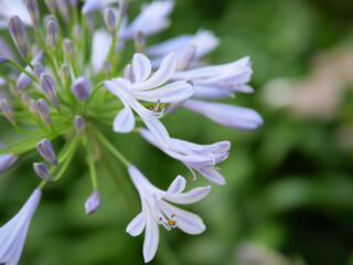 初夏の公園で爽やかな涼感のある花を咲かせるアガバンサス