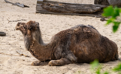 One-humped camel in the sandy desert