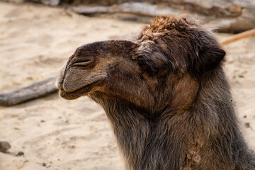 One-humped camel in the sandy desert