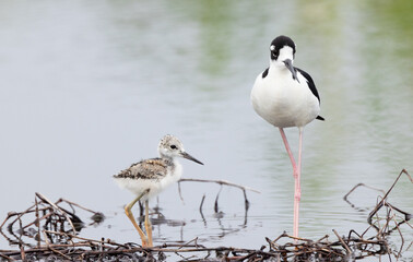 A baby black-necked stilt (Himantopus mexicanus) chick in Sarasota County, Florida