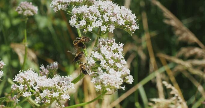 Drone flies (Eristalis tenax). Excellent gliders capable of stopping in mid-flight and remaining motionless above a point, without feeling the beats of its wings