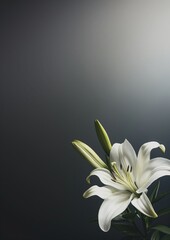 Funeral or obituary template with white lily, dark background and plenty of copy space
