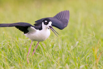 A black-necked stilt (Himantopus mexicanus)—an elegant wading bird—walking in the green grass in Sarasota, Florida