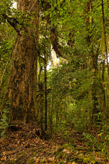 cloud forest landscape in the Barva section of the Braulio Carillo national park in Costa Rica