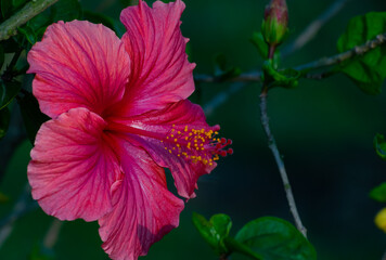 Sami side close view of Pink hibiscus or Grafted Hibiscus blooming from garden © krishnendu