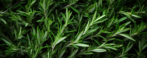 Vibrant green rosemary herb closeup