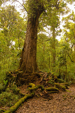 cloud forest landscape in the Barva section of the Braulio Carillo national park in Costa Rica