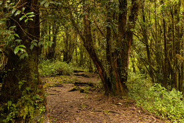 cloud forest landscape in the Barva section of the Braulio Carillo national park in Costa Rica